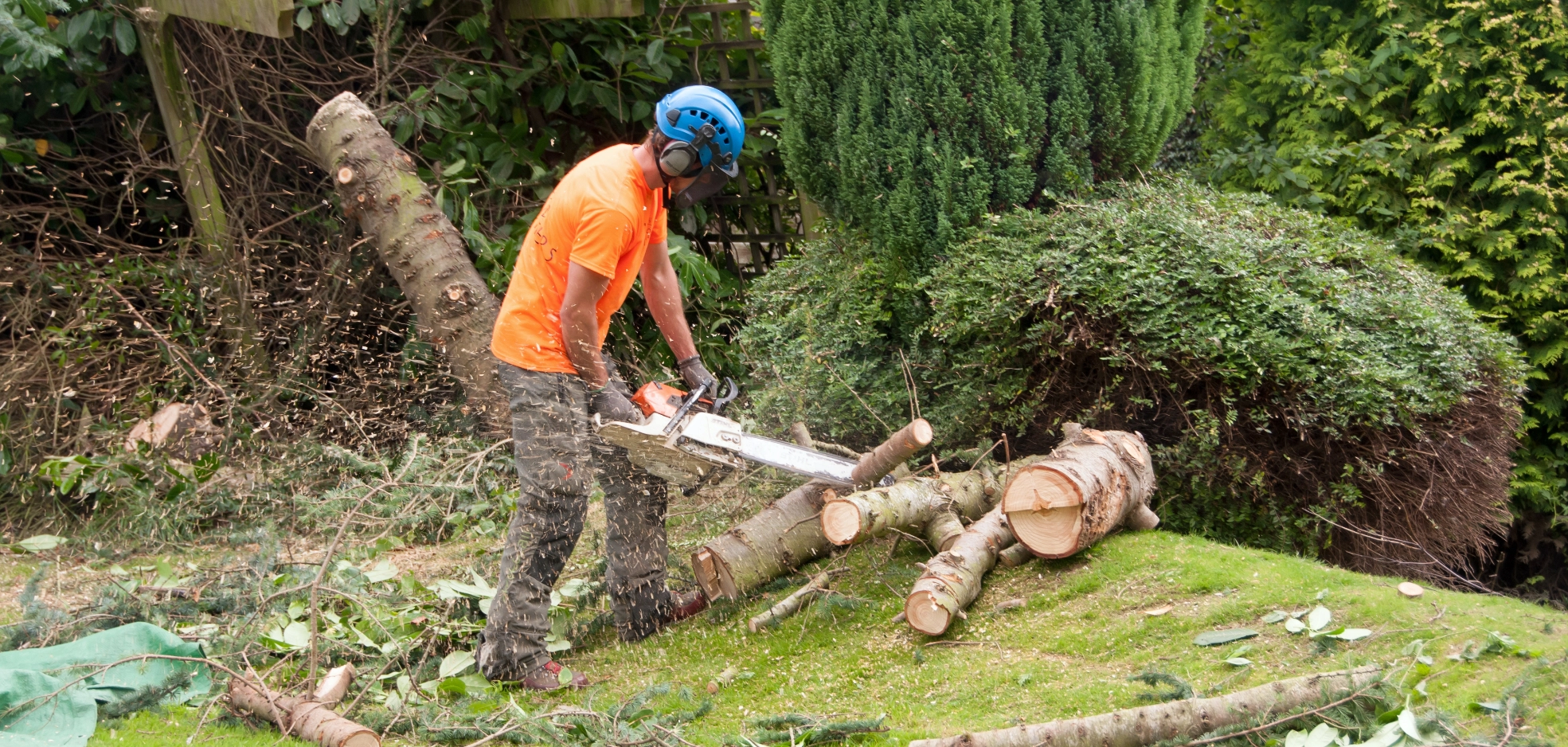 London Tree Surgeon Tree Surgeon ,  Tree health and disease management, Company Website, Tec-Nut.com Websites, New Website, Free Website, Free website template,  Tree pruning and trimming, Better Than Wix Serving Dorking